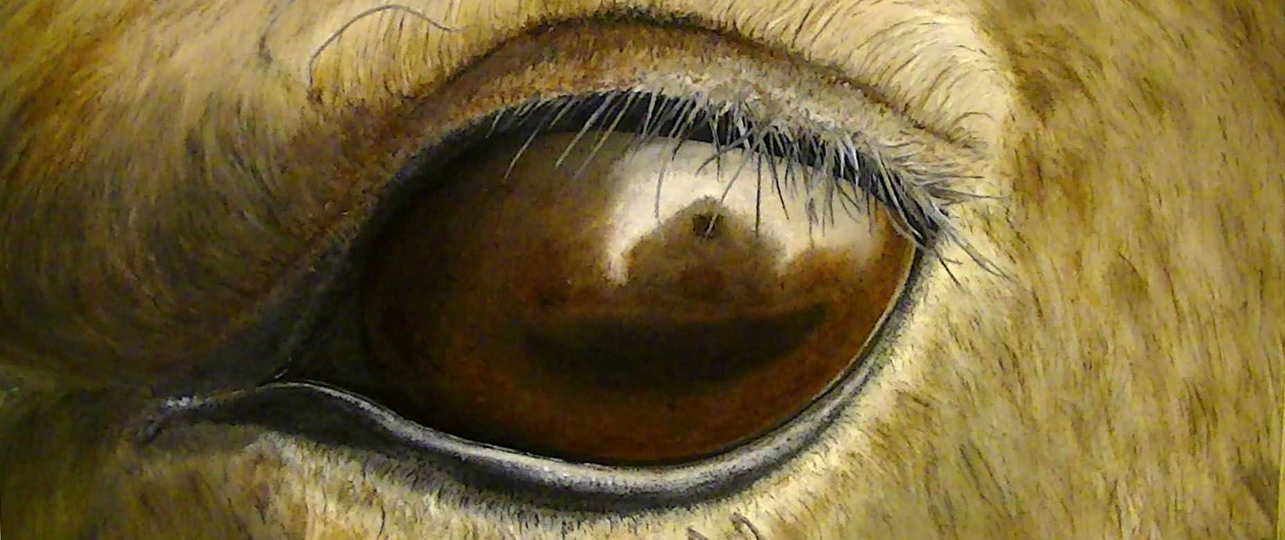 http://uvarts.com/wp-content/uploads/2013/01/PIC_0424.jpg